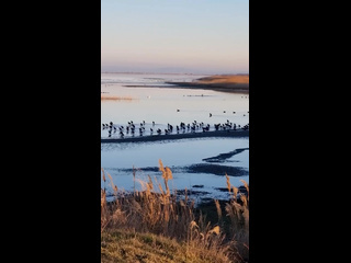 Если бы птицы на Черном море могли говорить 

Видео i_viktoria...