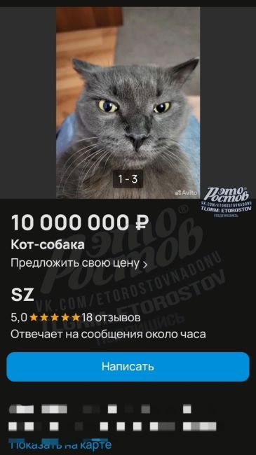 😼 «Пушистого подонка» продают за 10 млн на сайте объявлений. Почему так грубо? Почитайте текст объявления, и..