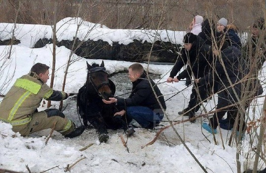 🐴 В Челябинске спасли лошадь, провалившуюся под лёд

В садовом товариществе «Спутник» лошадь провалилась в..