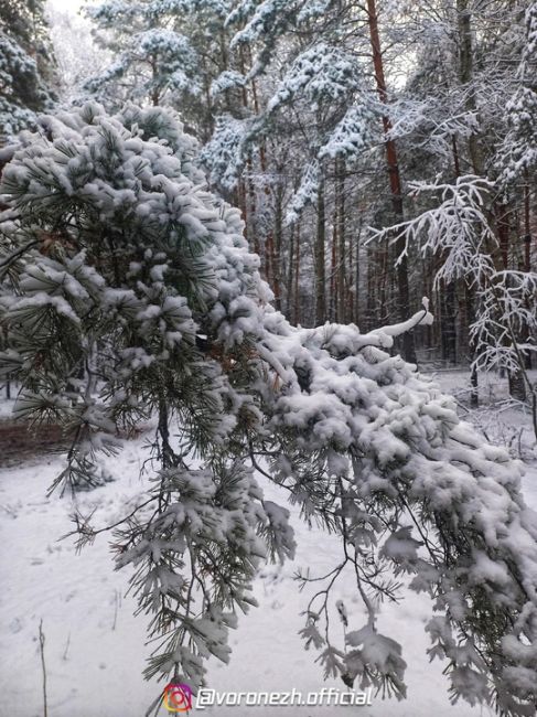 Снежный леc, как в cказке зимней...❄

✈ Экcклюзивнo и быcтpo. ΜТВ в Τelegram - mtv36...