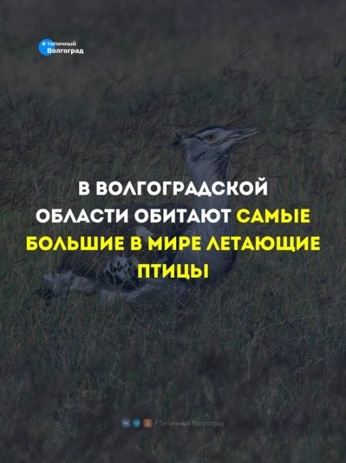 В Волгоградской области обитают самые большие в мире летающие птицы! Знаете какие? 👏😍

Это дрофы!

⭐️..