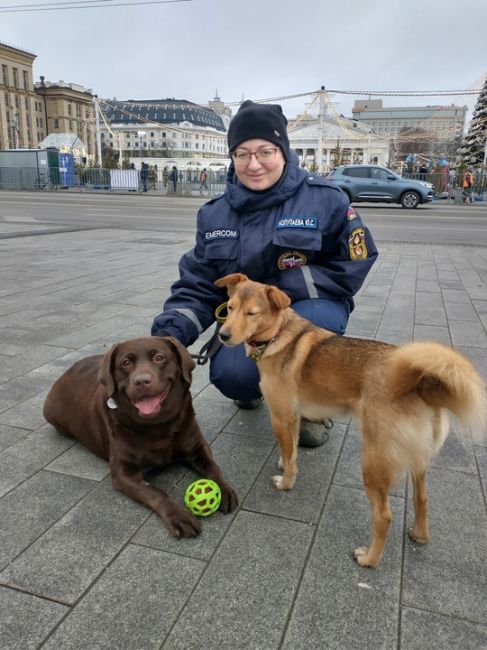 В центре Воронежа на площади Ленина несут дежурство четвероногие спасатели. В эти праздничные дни здесь не..