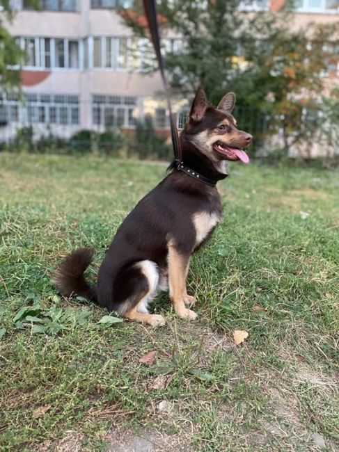 Воронеж и область! 
Прошу помощи в поиске дома для мальчика по кличке Лелик!
Он живёт у пожилой женщины,..