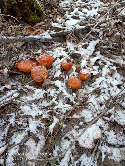 В Калаче-на-Дону грибной бум. Местные жители в январе массово вышли на «тихую охоту» и насобирали очень много..