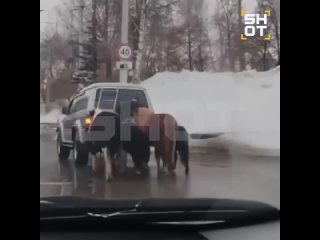 ‼️В Башкирии требуют наказать водителя джипа, который привязал к машине лошадей и возил по городу 
 
По..